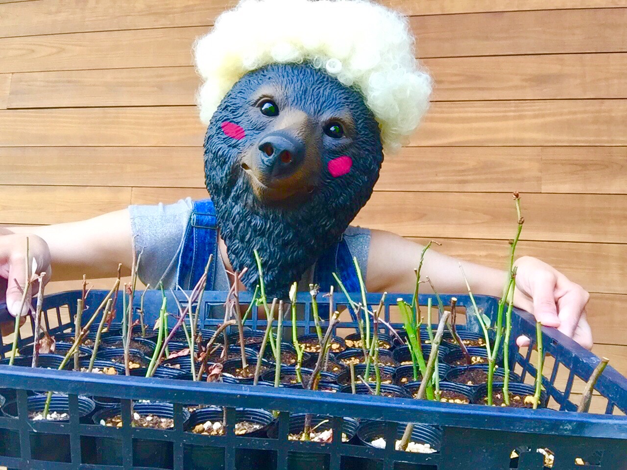 ブルーベリー挿し木